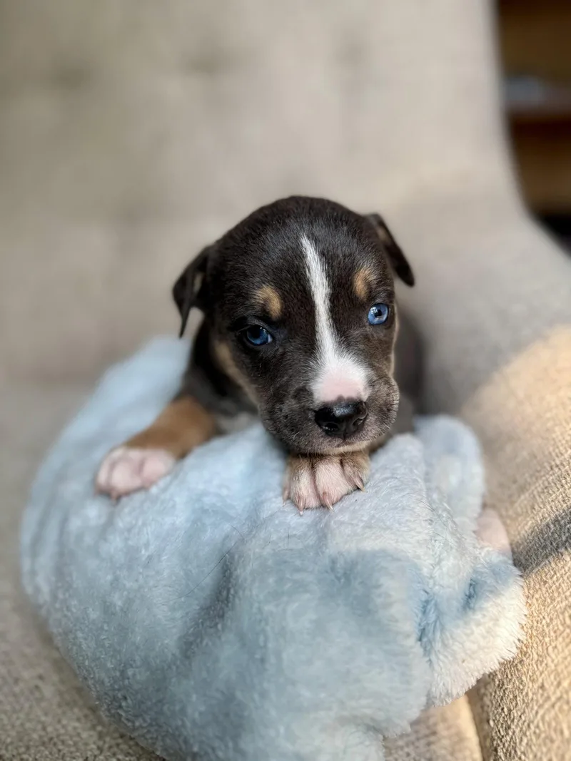 FitzGerald Nuggets litter thumbnail 3