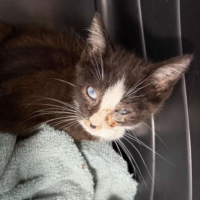 A baby small-sized male Black Domestic Short Hair cat named AHNJStray for adoption in Newark, NJ