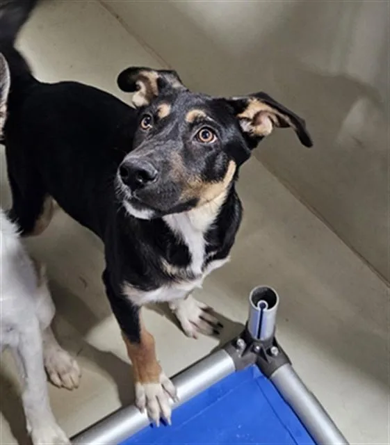 A baby small-sized male Shepherd dog named Morty for adoption in Bakersfield, CA