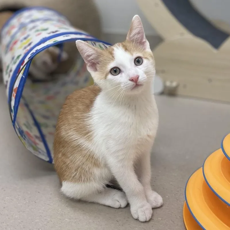 A baby small-sized male Domestic Short Hair cat named Husk for adoption in Champaign, IL