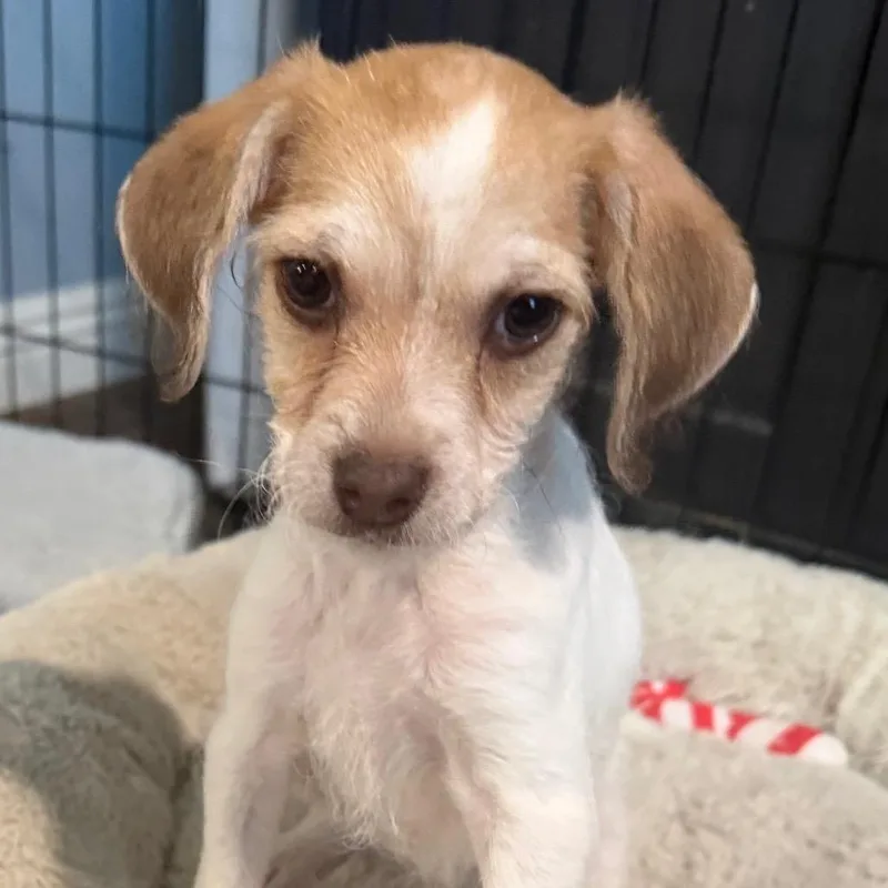 A baby small-sized female White / Cream Terrier dog named Bette Tattler for adoption in Las Vegas, NV