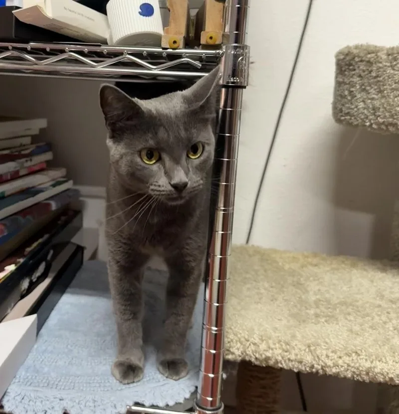 A young medium-sized female Russian Blue cat named Velvetina for adoption in Dallas, TX
