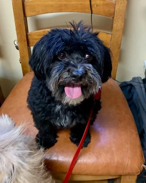 A senior small-sized male Scottish Terrier dog named Toto for adoption in Thayne, WY