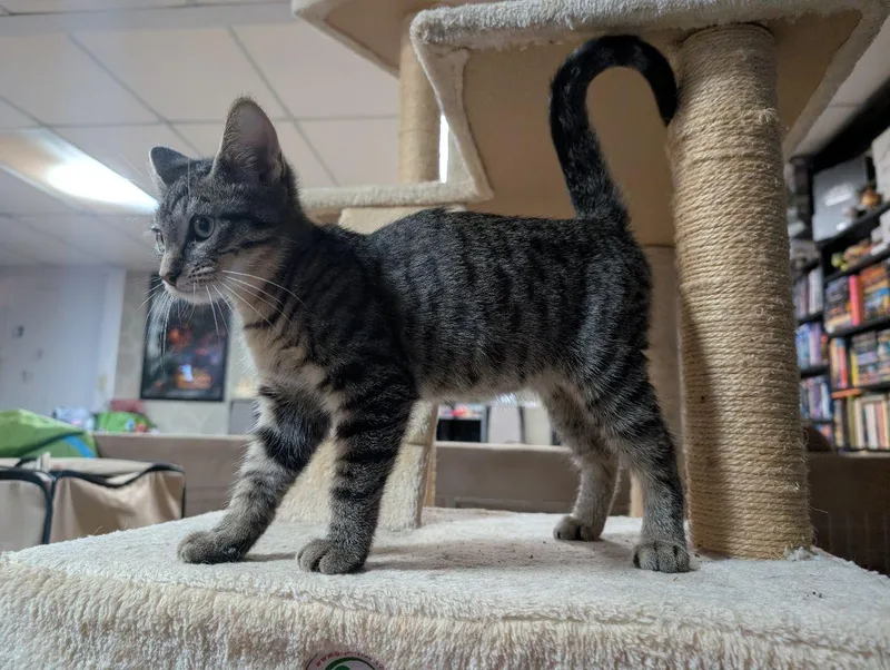A baby medium-sized male Tabby (Brown / Chocolate) Domestic Short Hair cat named Hufflepuff for adoption in Lake Orion, MI