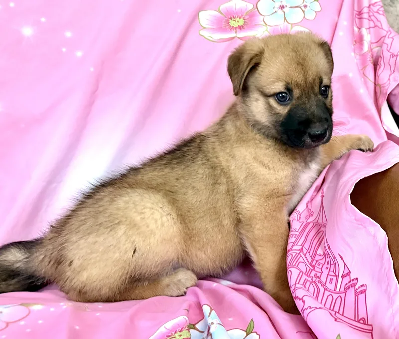 Penny Pawesome