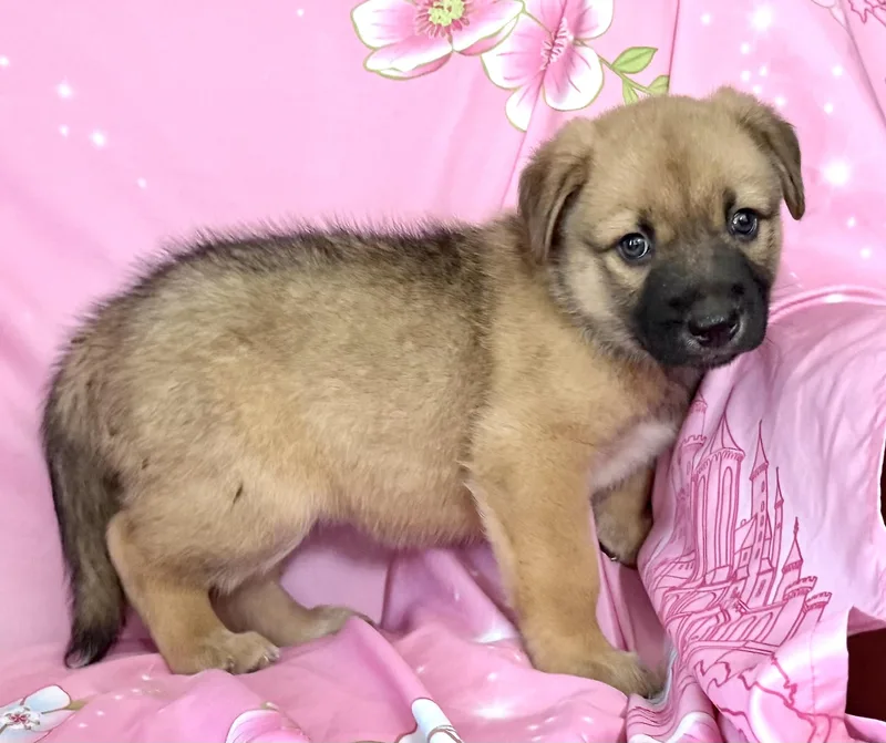 Penny Pawesome thumbnail 2