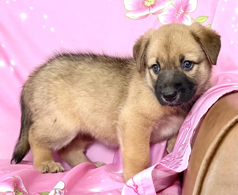 Penny Pawesome thumbnail 3