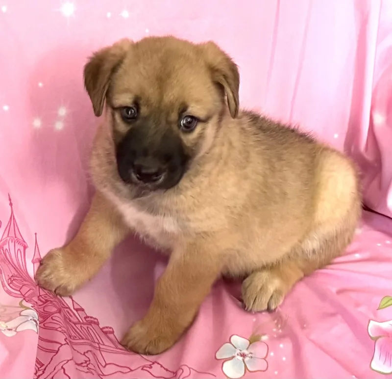 Penny Pawesome thumbnail 4