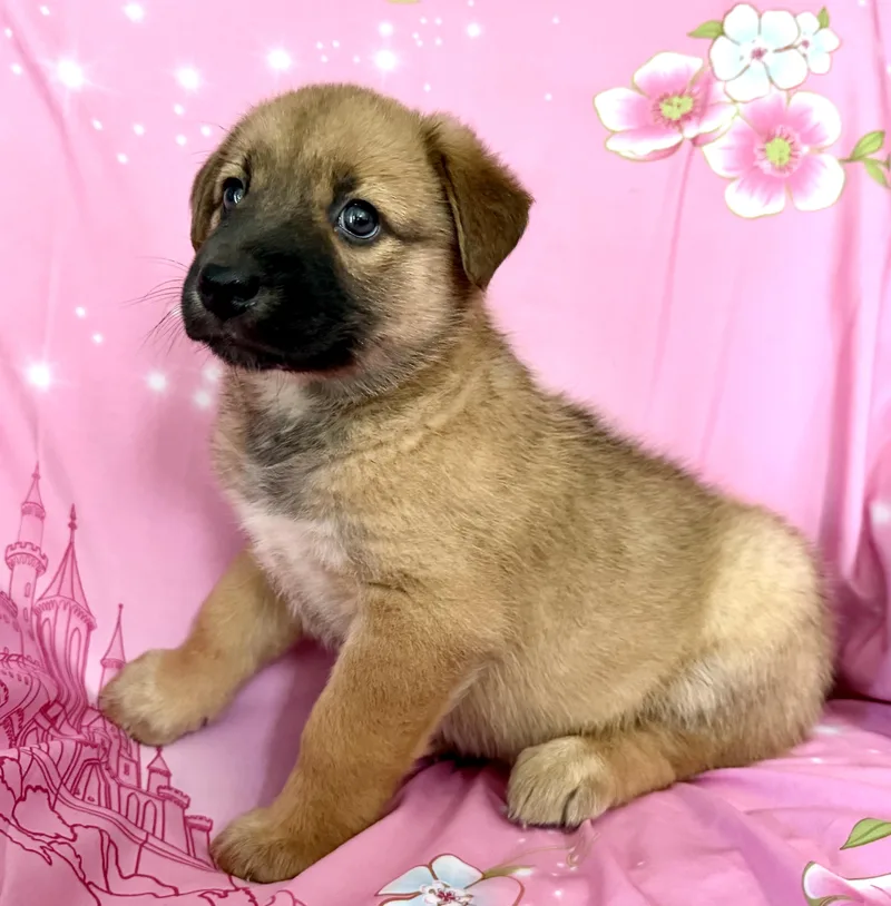 Penny Pawesome thumbnail 5
