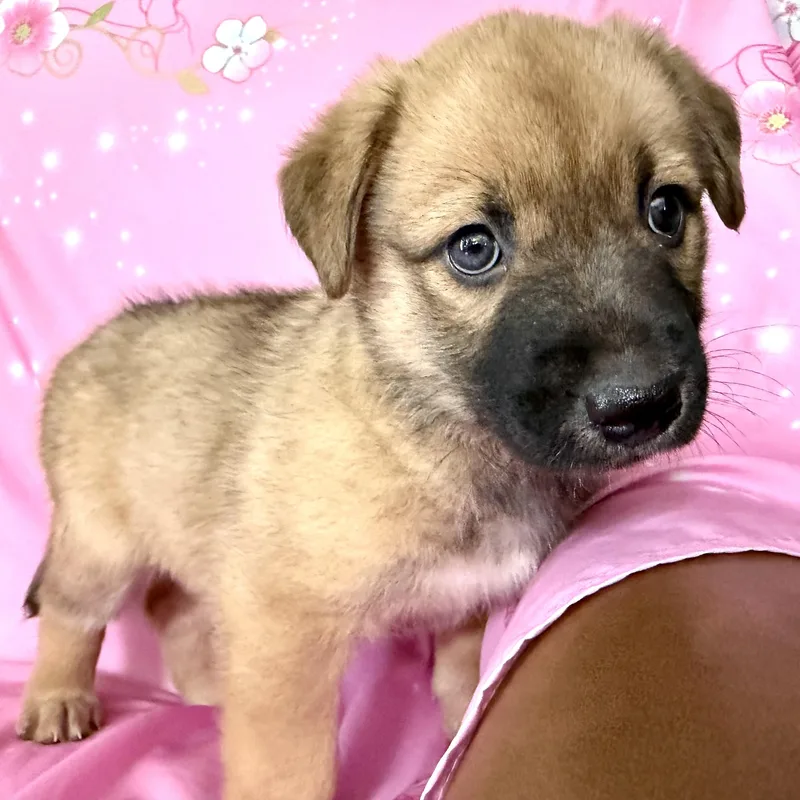 Penny Pawesome thumbnail 6