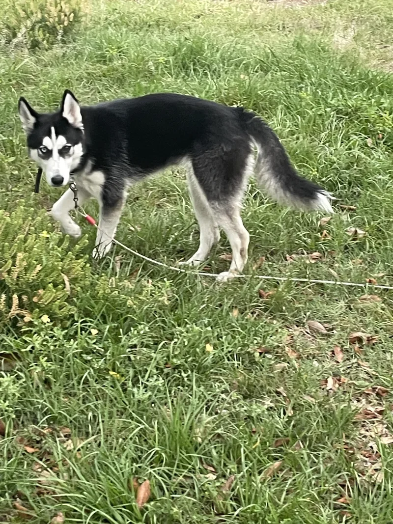 A young medium-sized female Siberian Husky dog named Nova for adoption in Ocala, FL