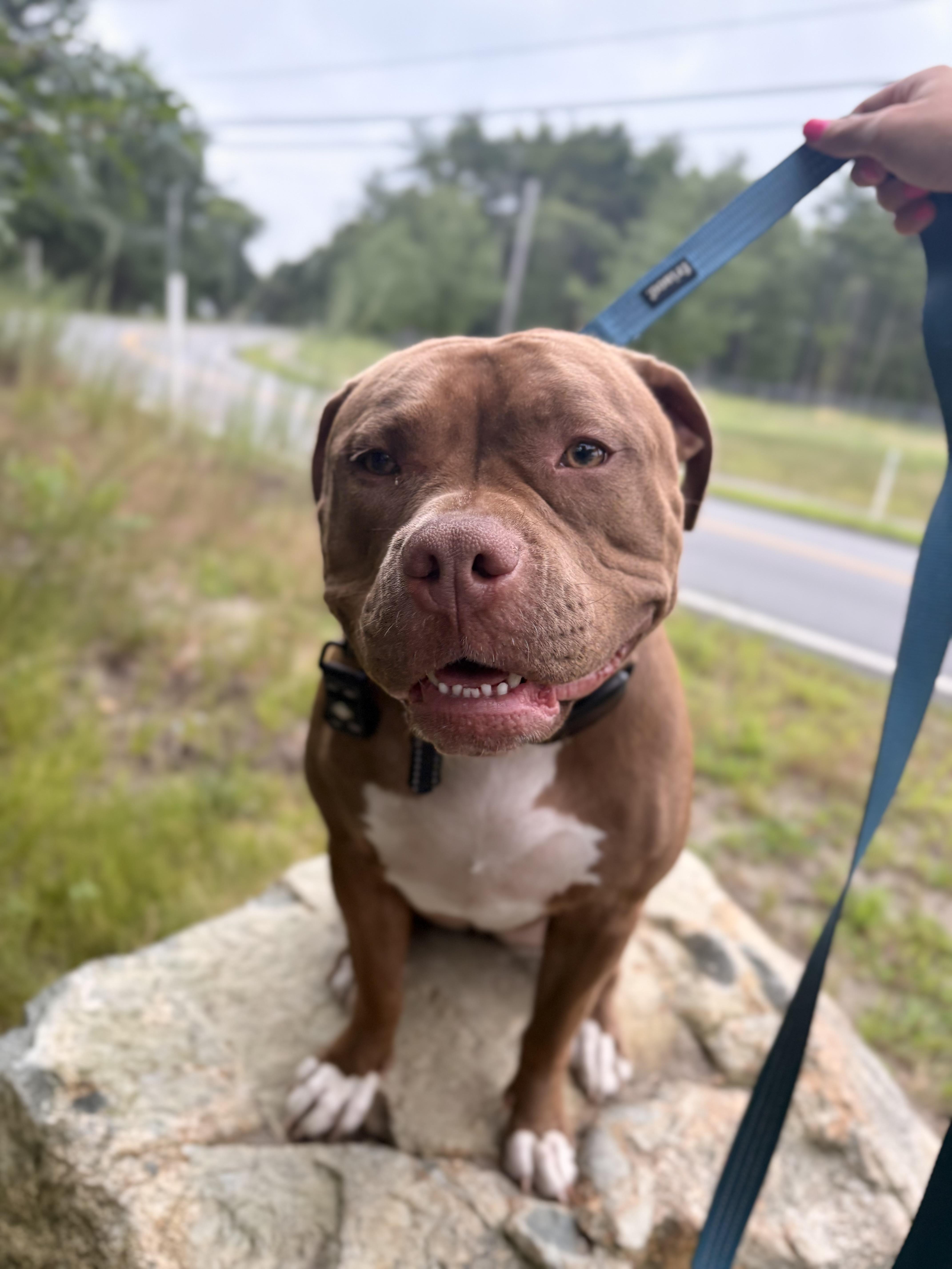 A young large-sized female Pit Bull Terrier dog named Molly for adoption in Pembroke, MA