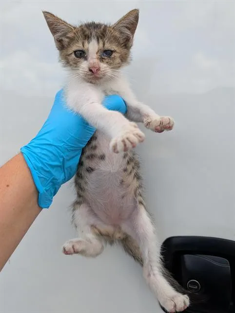 A baby small-sized male Domestic Short Hair cat named Dumbo for adoption in San Antonio, TX