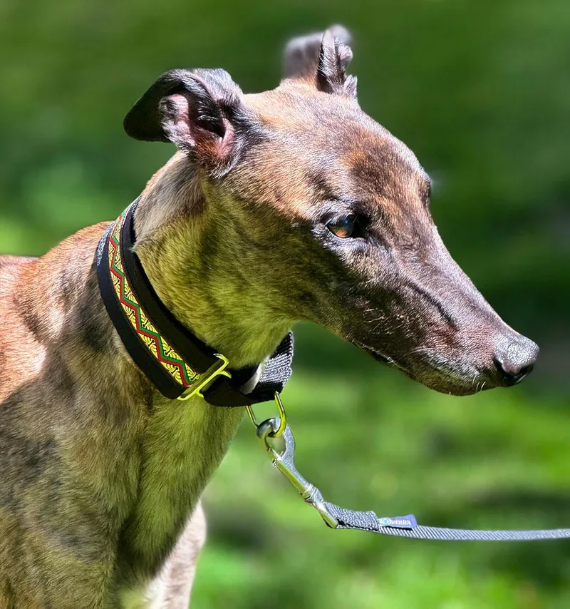 An adult large-sized male Brindle Greyhound dog named Eric for adoption in Ware, MA