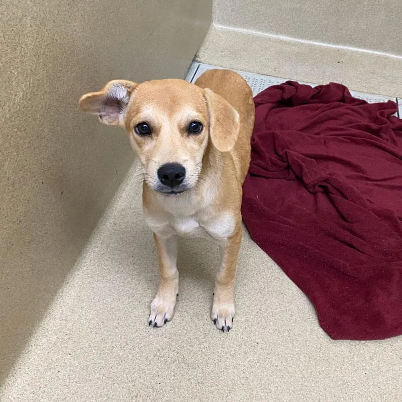 A baby medium-sized female Yellow / Tan / Blond / Fawn Yellow Labrador Retriever dog named Reina for adoption in Monroe, GA