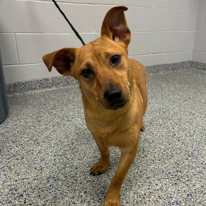 A young medium-sized male Brown / Chocolate Mixed Breed dog named Peach Jelly for adoption in Greenville, SC