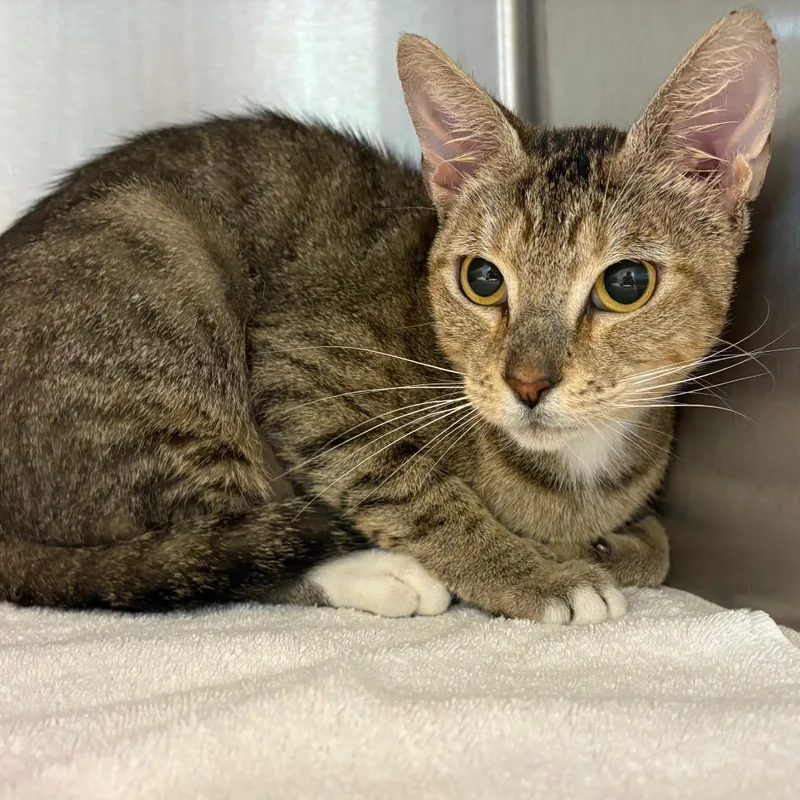 An adult medium-sized female Domestic Short Hair cat named Honey Lemon for adoption in Englewood, FL