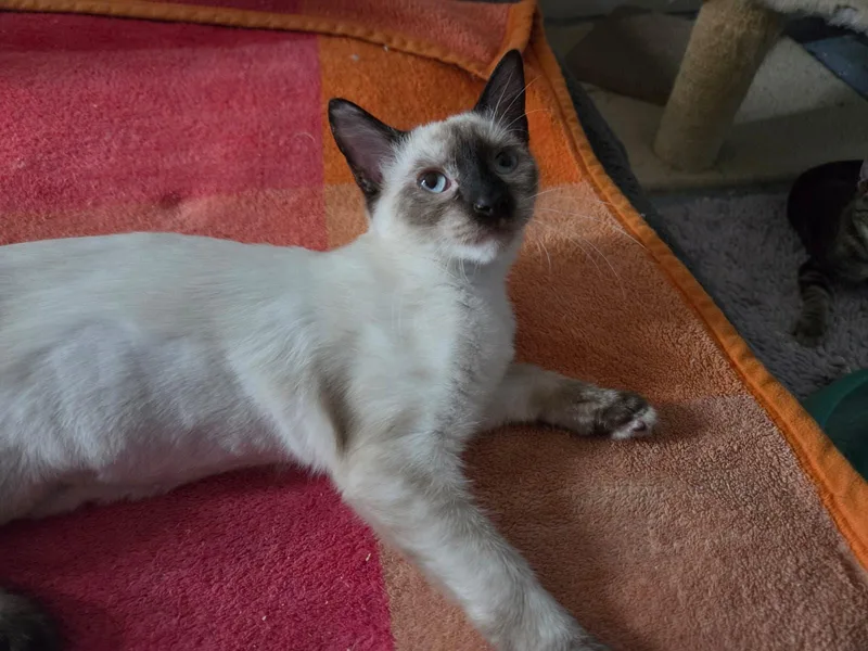 A young medium-sized female Buff / Tan / Fawn Domestic Short Hair cat named Ivy for adoption in Orlando, FL