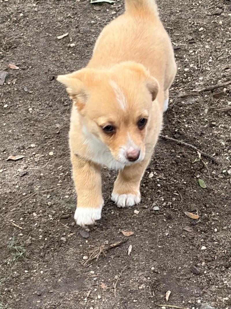 A baby small-sized male Corgi dog named Gizmo for adoption in Byron, IL