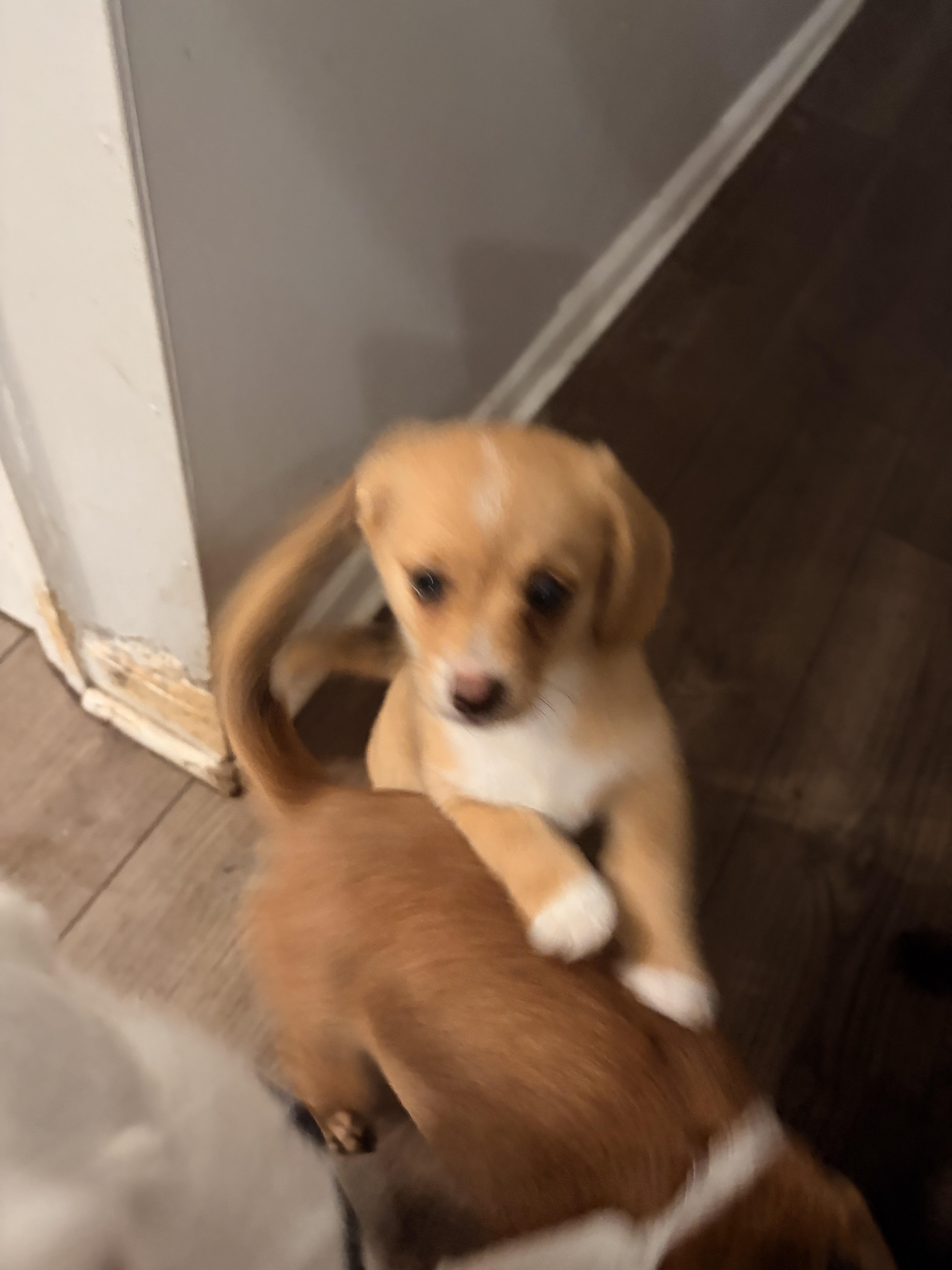 Gizmo thumbnail 2