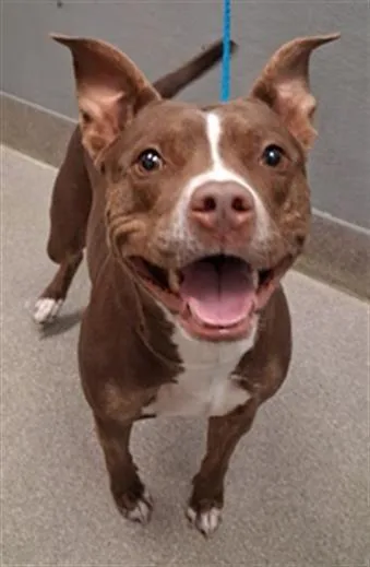A young medium-sized female Pit Bull Terrier dog named Shelly for adoption in Las Vegas, NV