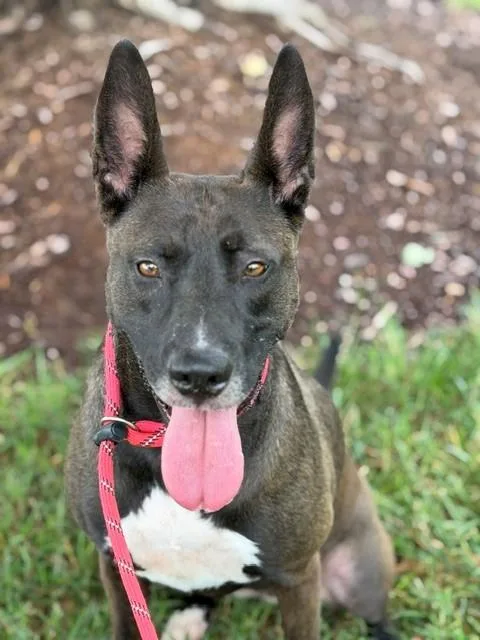 An adult medium-sized female Mixed Breed dog named Aria for adoption in Charlotte, NC