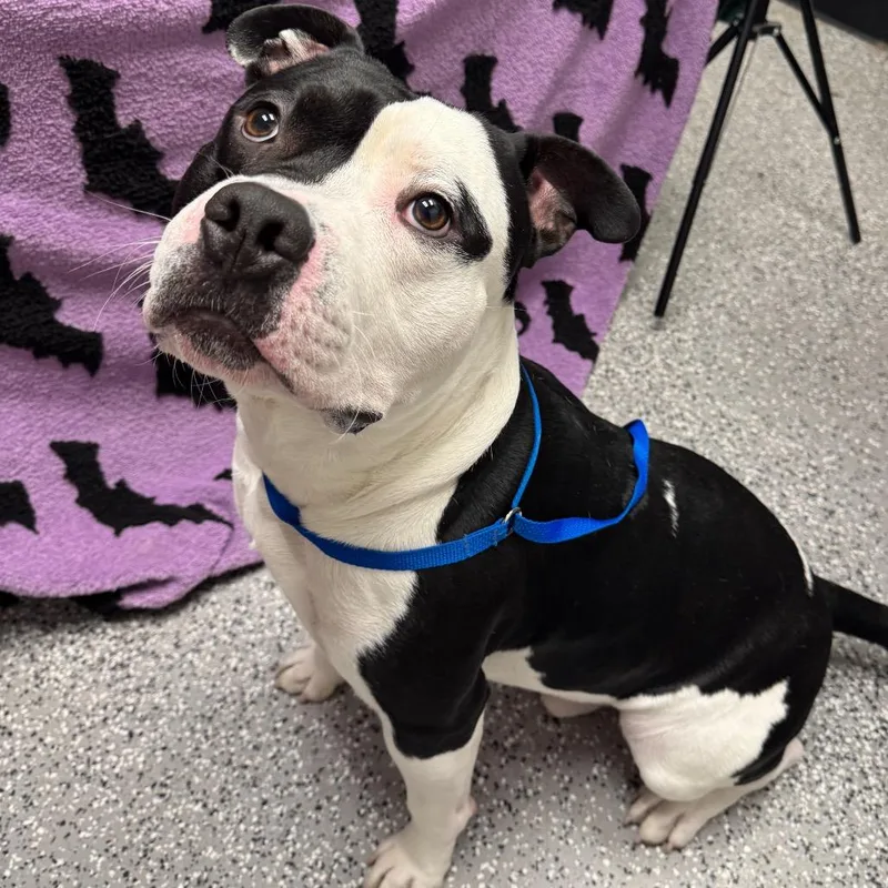 A young large-sized male Black Pit Bull Terrier dog named Bones for adoption in Henderson, NV