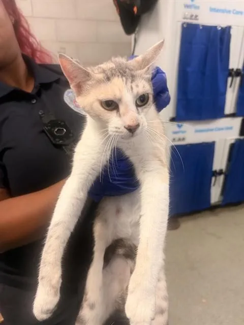 An adult small-sized female Domestic Short Hair cat named Jade for adoption in Dallas, TX