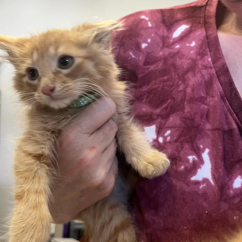 Milo thumbnail 2