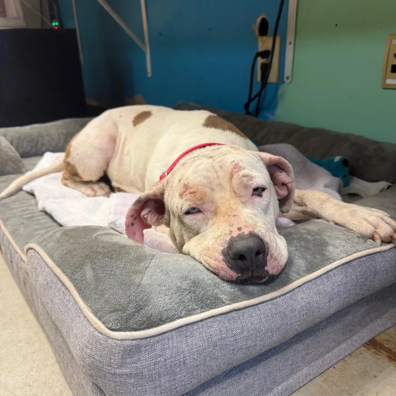 A young medium-sized female Mixed Breed dog named Peppa for adoption in Austin, TX
