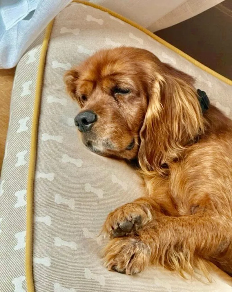 An adult small-sized male Cocker Spaniel dog named Gossling for adoption in Austin, TX