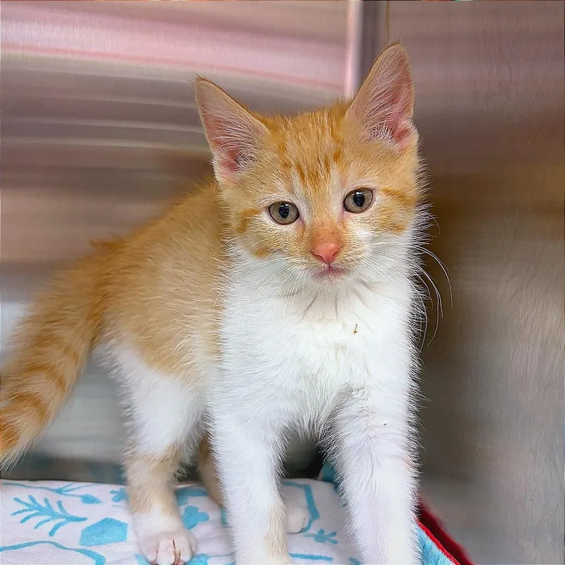 A baby small-sized male Orange / Red Domestic Short Hair cat named Cataloupe for adoption in Hannibal, MO