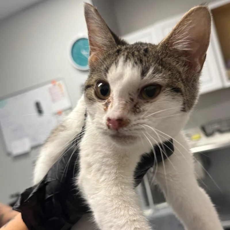 A baby small-sized female White Domestic Short Hair cat named Villa for adoption in Greenville, SC