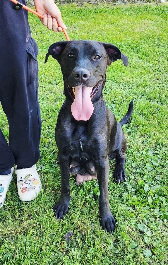 A young medium-sized female Black Labrador Retriever dog named Tonya for adoption in Perth Amboy, NJ