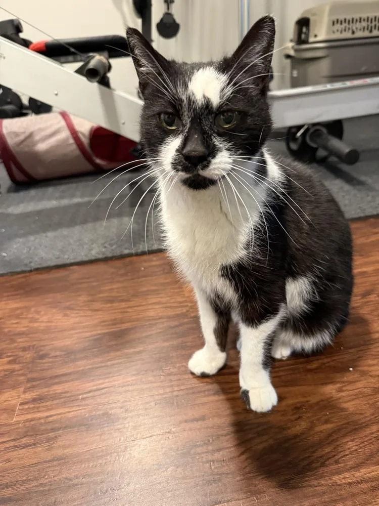 A senior large-sized female Black & White / Tuxedo Domestic Short Hair cat named Bloom for adoption in Lansing, MI