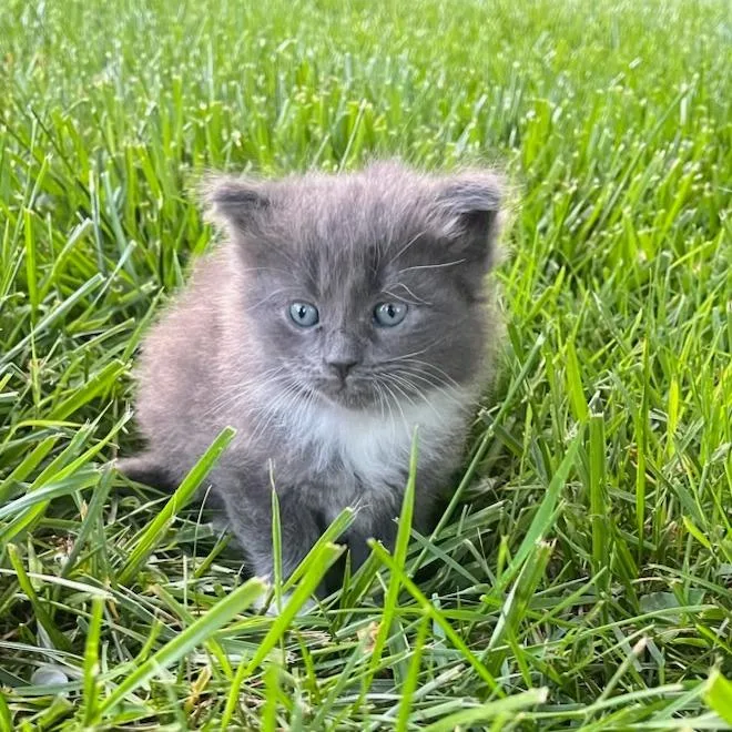 A baby small-sized female Gray / Blue / Silver Domestic Medium Hair cat named Freddie for adoption in Winston Salem, NC