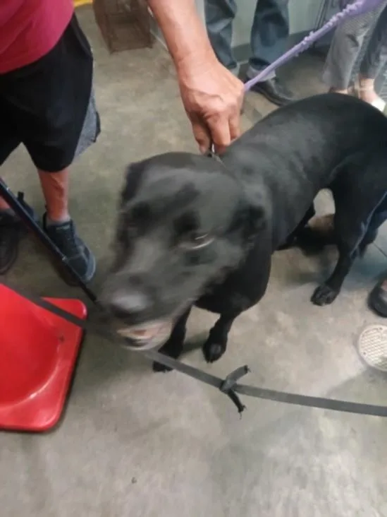 An adult large-sized female Labrador Retriever dog named Jackie for adoption in Los Angeles, CA