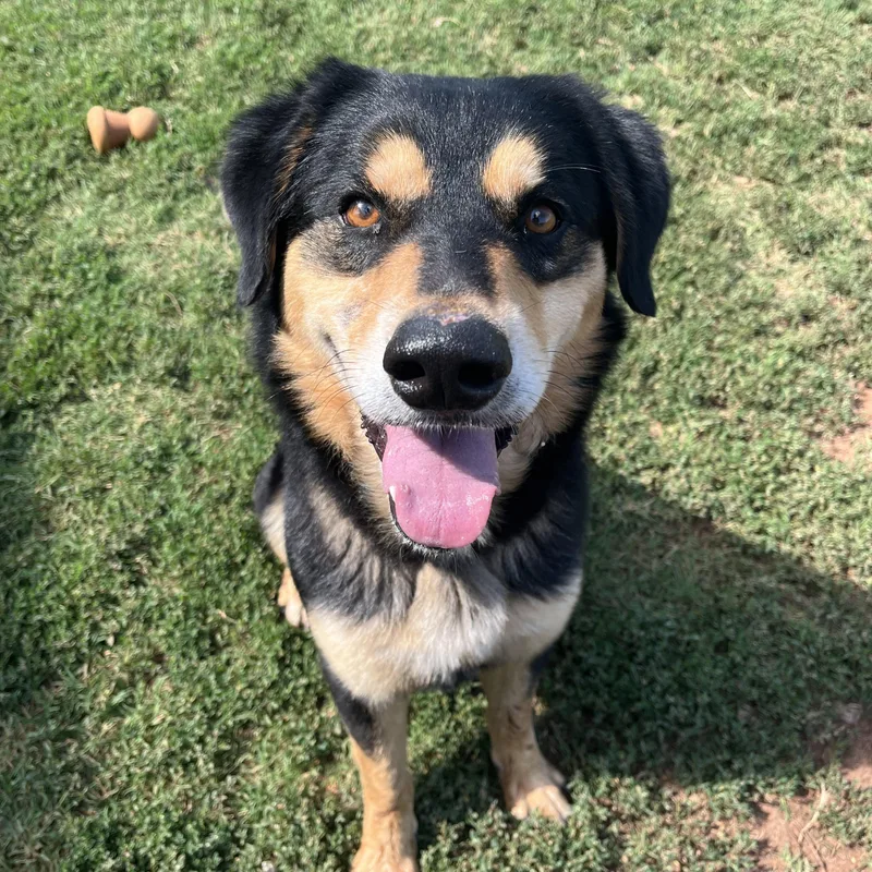 An adult large-sized male Tricolor (Brown, Black, & White) Mixed Breed dog named Remi for adoption in Chickasha, OK