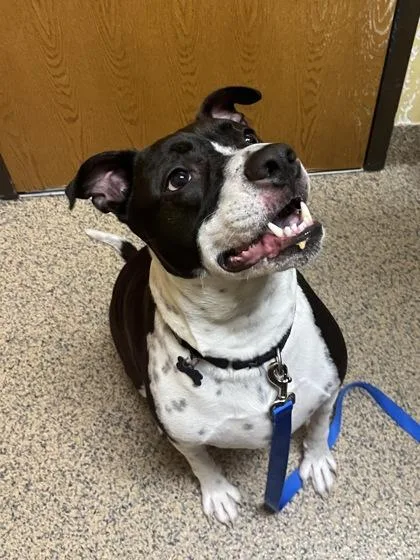 An adult large-sized male Mixed Breed dog named Snoopy for adoption in Merriam, KS