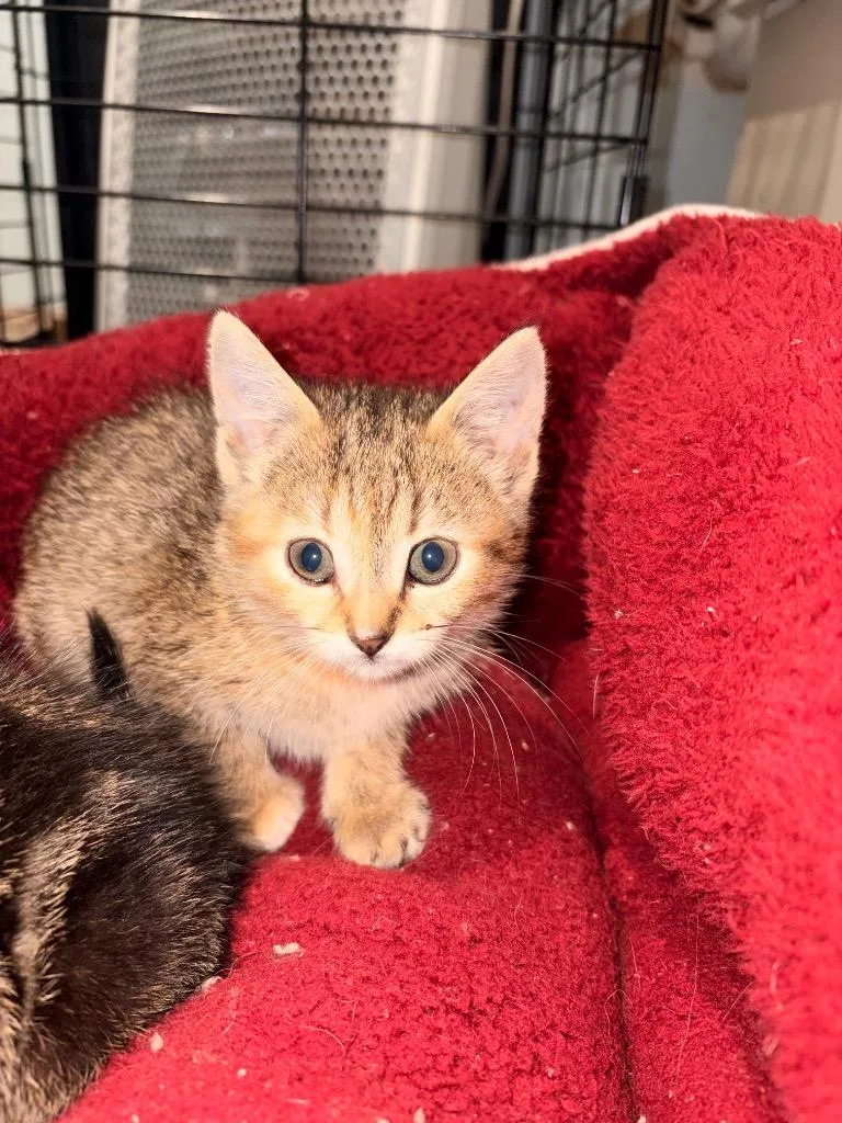 A baby medium-sized female Domestic Short Hair cat named J Callie for adoption in Ashland, WI