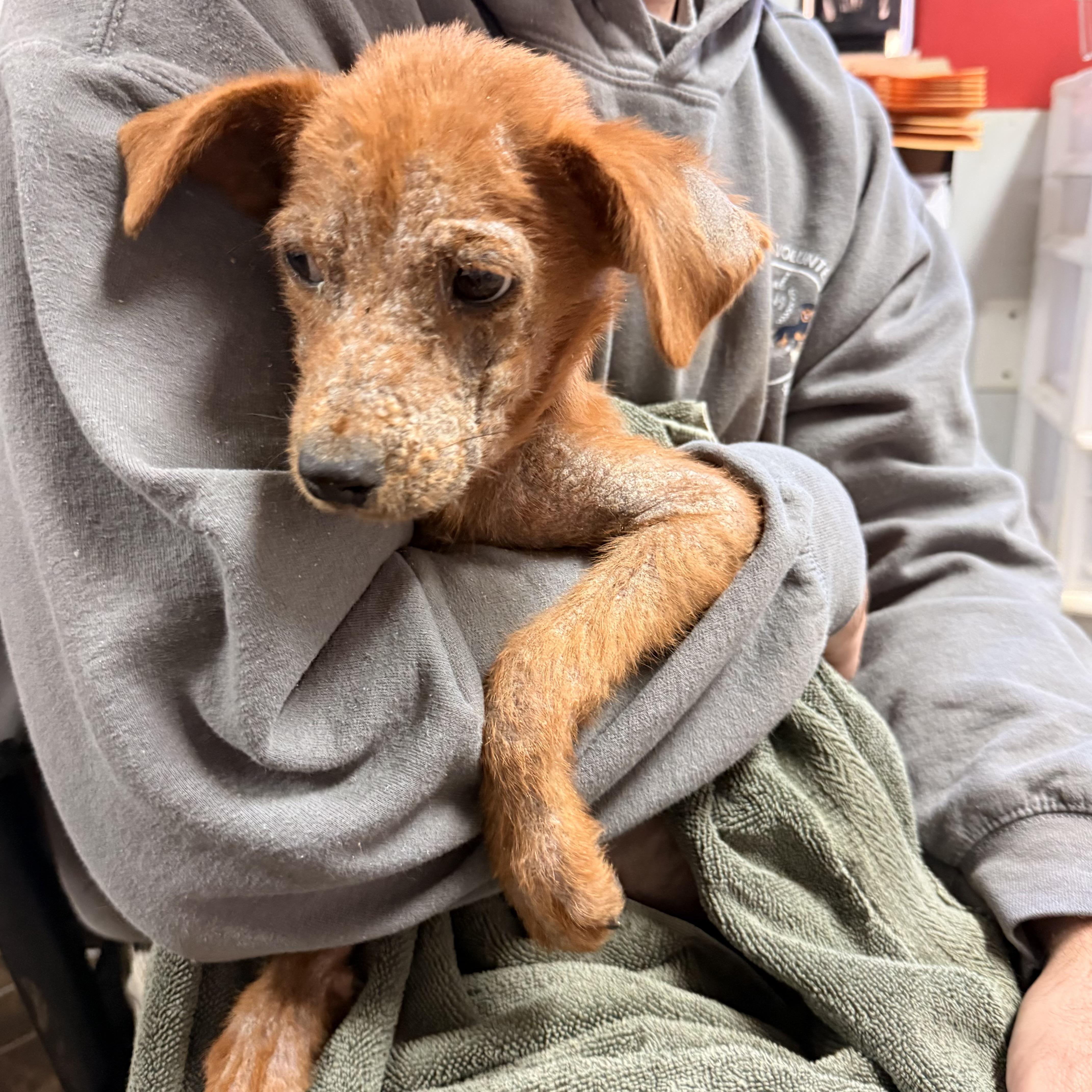 A baby medium-sized male Red / Chestnut / Orange Mixed Breed dog named Swamp for adoption in Columbia, SC