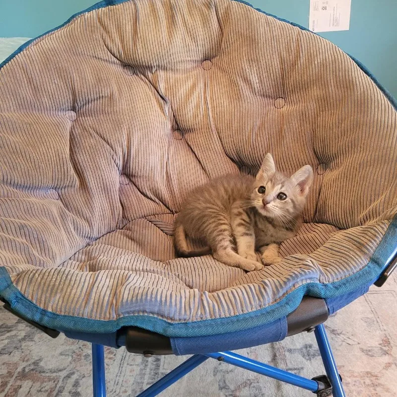 Cleo
