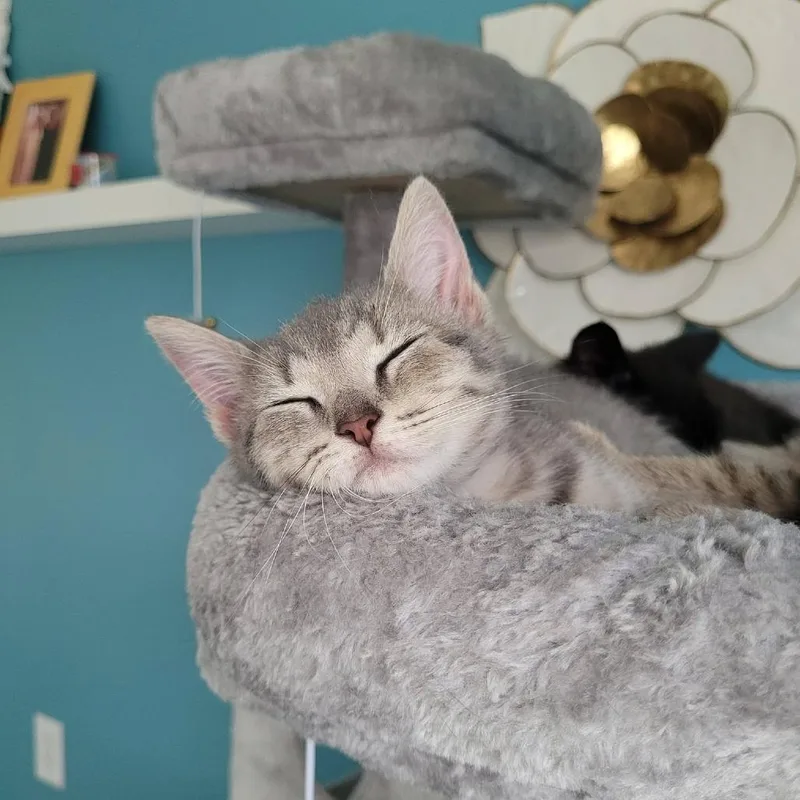 Cleo thumbnail 3