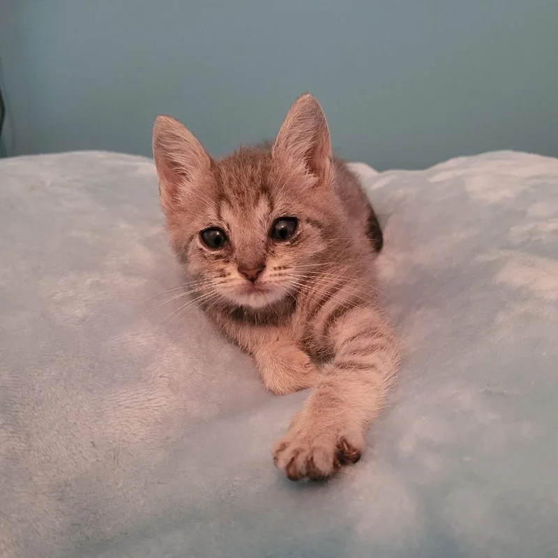 Cleo thumbnail 6