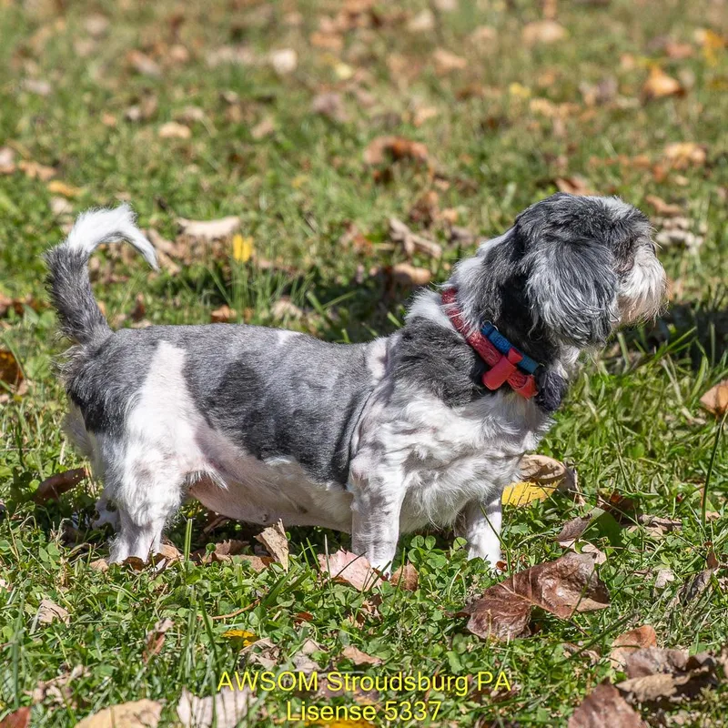 A senior small-sized female Shih Tzu dog named Ms. Frizzle for adoption in Stroudsburg, PA