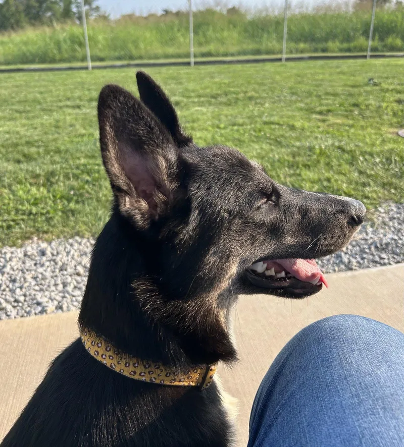 A young large-sized female German Shepherd Dog dog named Diva for adoption in Steeleville, IL