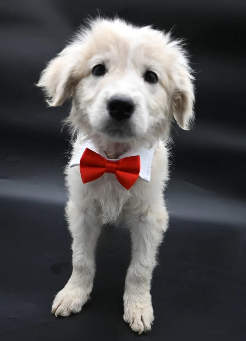 A baby medium-sized male Great Pyrenees dog named Narwhal. for adoption in Mobile, AL