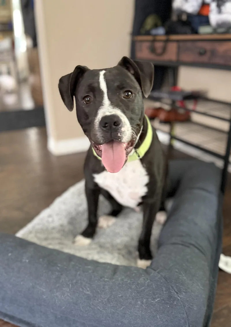 A baby medium-sized male Boxer dog named Nestor for adoption in Oswego, IL