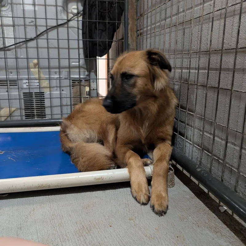 An adult medium-sized female Brown / Chocolate Mixed Breed dog named Beyonce for adoption in Leander, TX