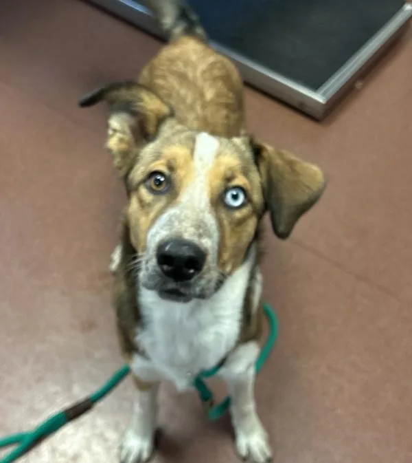 A young medium-sized male Australian Cattle Dog / Blue Heeler dog named Hammy for adoption in Oakland, CA